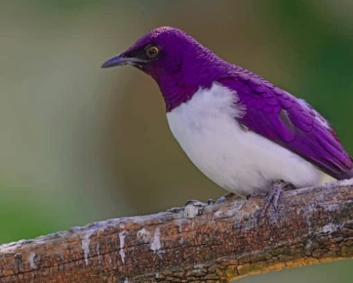Birds Sturnus Branches Violet paint by numbers