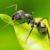 Black Ant On Leaf paint by numbers