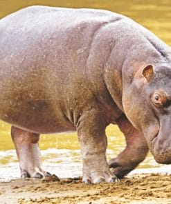 Black Hippopotamus Animal paint by numbers