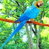 Blue Macaw Parrot Species paint by numbers