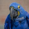 Blue Hyacinth Macaw paint by numbers