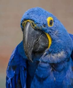 Blue Hyacinth Macaw paint by numbers