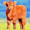 Brown Cow Calf paint by numbers