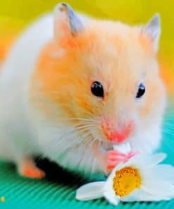Brown Hamster Eating Flower paint by numbers