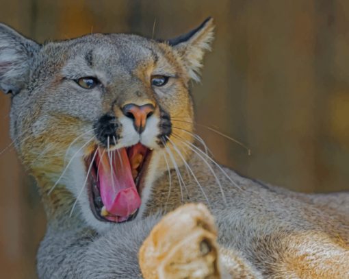 Brown Yawning Cougar paint by numbers