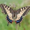 Butterflies Insects Machaon paint by numbers