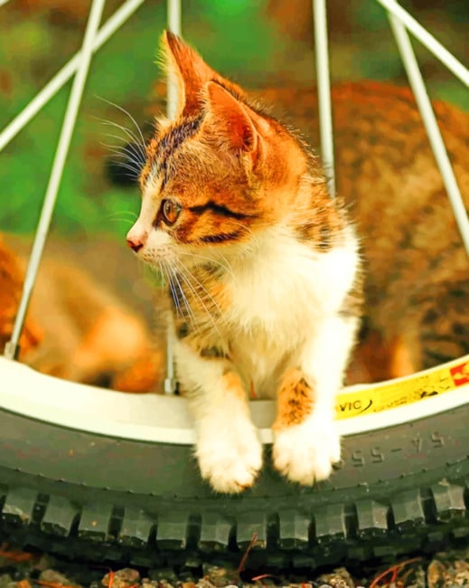 Cat On Bicycle Tier paint by numbers