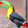 Checkered Toucan Bird paint by numbers