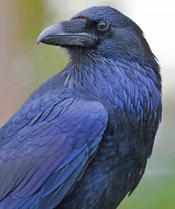 Common Raven paint by numbers