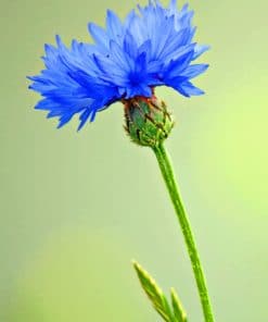 Cornflower Plant paint by numbers
