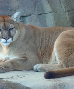 Cougar Animal Sitting In Cave paint by numbers