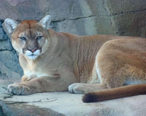 Cougar Animal Sitting In Cave paint by numbers