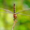Dragonfly Insect Species paint by numbers