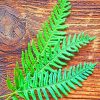 Fern Plant Leaves paint by numbers