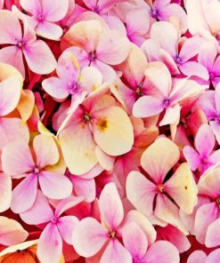 Hydrangea Beautiful Pink Flower Paint By Numbers