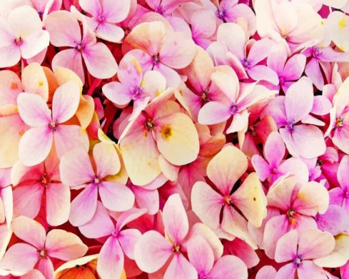 Hydrangea Beautiful Pink Flower Paint By Numbers
