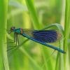 Insects Dragonflies Calopteryx virgo paint by numbers