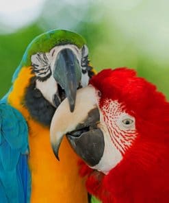 Intimate Colorful Parrots Paint By Numbers