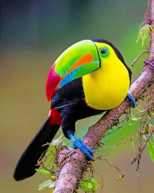 Keel Billed Toucan paint by numbers