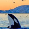 Killer Whale In The Ocean paint by numbers