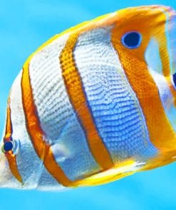 Copperband Butterflyfish paint by numbers