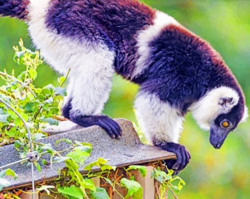 Lemur Animal paint by numbers