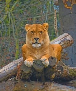 Lioness Sitting On Tree Branch paint by numbers