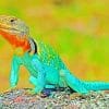 Lizard Amphibian Reptile paint by numbers
