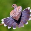 Mourning Dove Bird paint by numbers