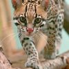 Ocelot Cat paint by numbers