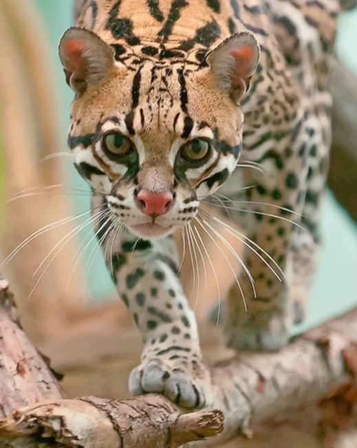 Ocelot Cat paint by numbers