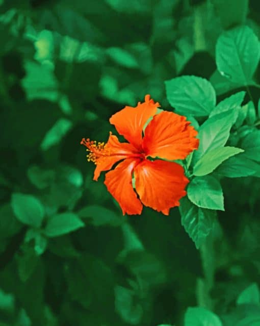 Orange Flower With Leaves paint by numbers