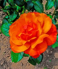 Orange Garden Rose paint by numbers
