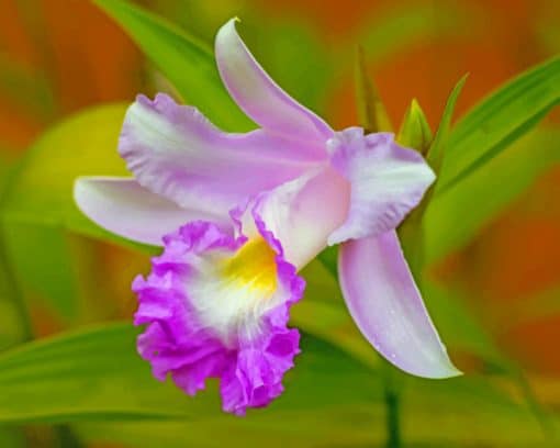 Orchid Cattleya Purple Flower paint by numbers