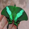 Papilio Palinurus Butterfly paint by numbers