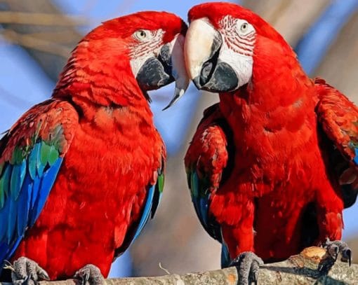 Parrot Couples Paint By Numbers