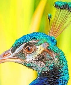 Peacock Bird With Head Feathers paint by numbers