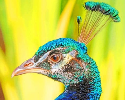 Peacock Bird With Head Feathers paint by numbers