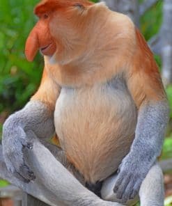 Proboscis Monkey paint by numbers