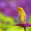 Yellow Bird On Purple Flower paint by numbers