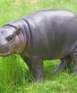 Pygmy Hippopotamus Animal paint by numbers