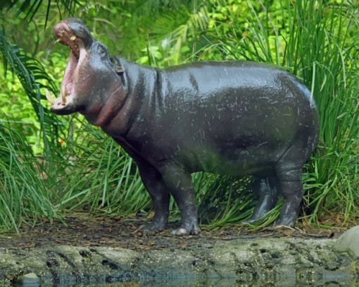 Pygmy Hippopotamus With Opened Mouth paint by numbers