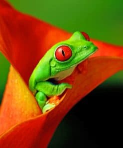 Red Eyed Green Frog paint by numbers
