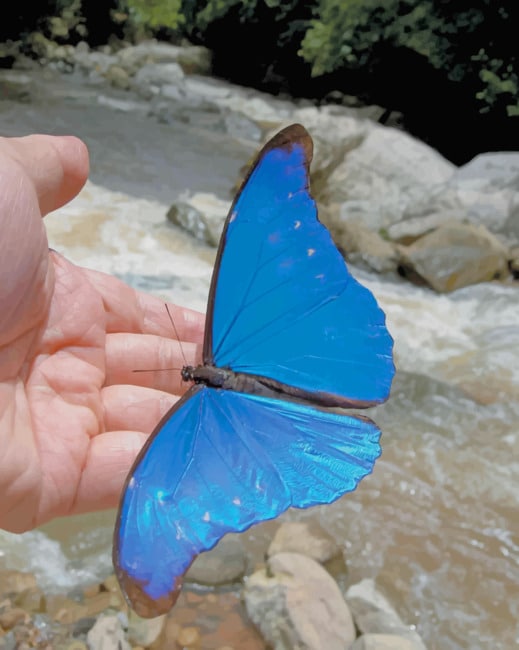 Scarce Morpho paint by numbers