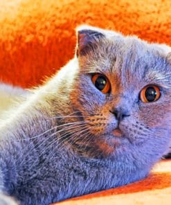 Scottish Fold Cat paint by numbers
