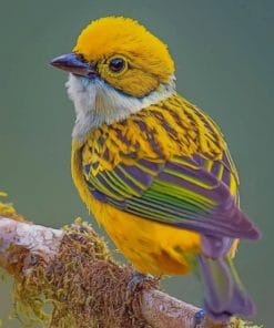 Silver Throated Tanager paint by numbers