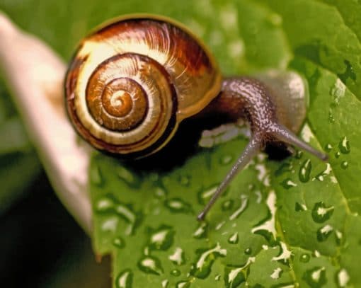 Snail On Wet Leaf paint by numbers