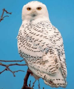Snowy Owl Maine paint by numbers
