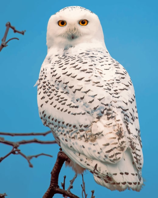 Snowy Owl Maine - Birds Paint By Numbers - Num Paint Kit