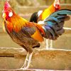 Strong Colorful Rooster Paint By Numbers